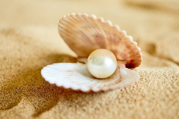 a pearl in the seashell 