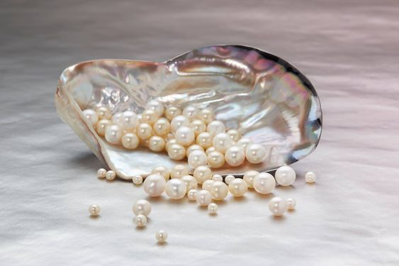 piles of pearls in the seashell 
